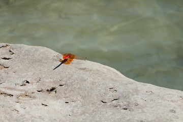 A red dragonfly in the Guadalquivir river as it passes through the Utrero mountain range in the Sierra de Cazorla, Segura y las Villas Natural Park. Jaen. Andalusia. Spain