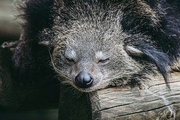 Binturong ou chat-ours - Adorable mammifère aux longs poils noir	