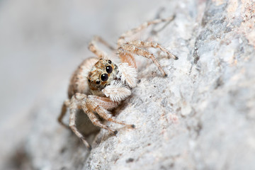 Female Menemerus semilimbatus spider posed on a rock waiting for preys