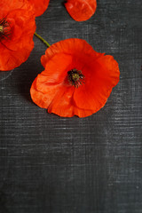 Vibrant Iceland Poppy Blossoms and  Against A Dark Background  