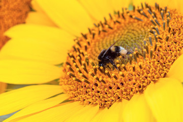 bee on a sunflower, honey plant, summertime background, bright, yellow flower close up