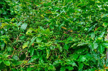 Coffee atop Doi is another good and quality coffee in Thailand, Baan Doi Phahee, Mae Sai District, Chiang Rai Province, Thailand