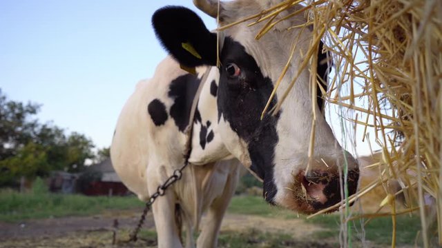 Funny Cow Looks Into Camera And Turns Her Head. Dairy Cow, 4k
