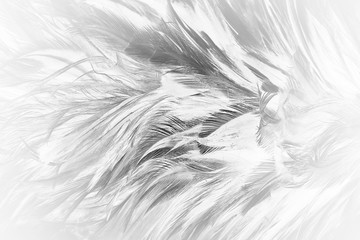 Beautiful dark black feather pattern  texture background