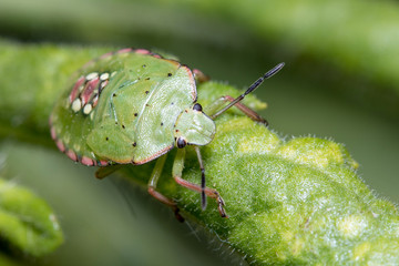 Fifth instar Nezara viridula shield bug climbs a green plant on a sunny day