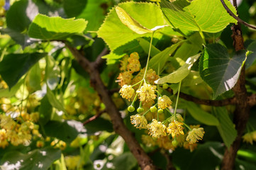 The tree a linden blossoms