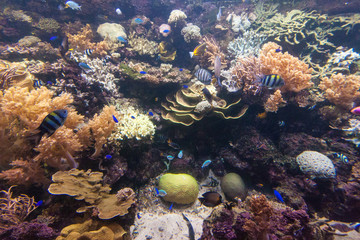 Fototapeta na wymiar Reef tank on Singapore Zoo Aquarium.