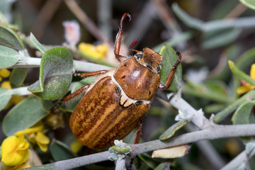 Anoxia sp. dung beetle trying to climb to a bush on a sunny day