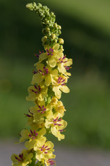 black mullein, verbascum nigrum, fodder plant for bees