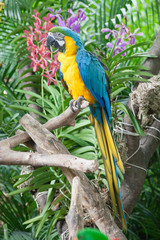 Colorful Parrot On Jurong Singapore Birdpark.