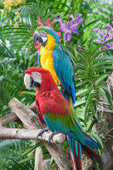 Naklejka na ściany i meble Colorful Parrot On Jurong Singapore Birdpark.