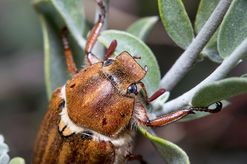 Anoxia sp. dung beetle trying to climb to a bush on a sunny day