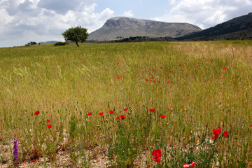  Red poppies in wheat field