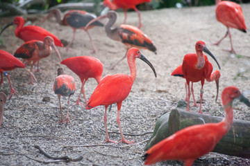 Eudocimus Red Ibis On Jurong Singapore Birdpark.