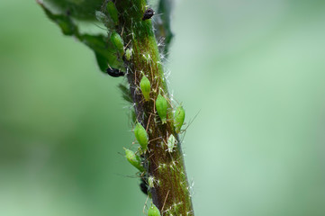 Colonie de pucerons verts 