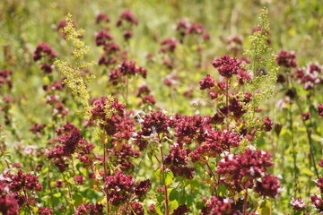 Oregano flower meadow at summer day