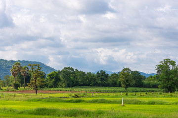 Fototapeta na wymiar Green meadow and trees with mountain ranges and cloudy sky. Beautiful landscape in Thailand.