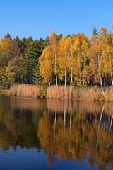 Picturesque golden color autumn landscape. Beautiful trees reflect on the calm surface of the pond. Autumn colors in the background. Concept of landscape and nature