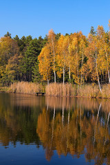 Picturesque golden color autumn landscape. Beautiful trees reflect on the calm surface of the pond. Autumn colors in the background. Concept of landscape and nature