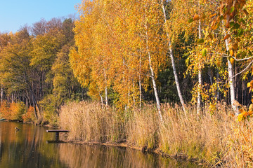 Scenic rural autumn landscape. Beautiful trees reflect on the calm surface of the pond. Autumn colors in the background. Concept of landscape and nature