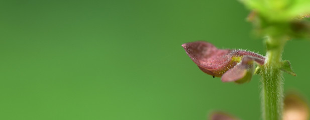 Abstract green leaf background, soft focus, sunny day, fresh spring field, natural textured wallpaper