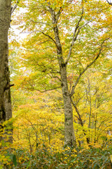 紅葉のブナの森