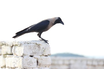Crow sit on the wall images