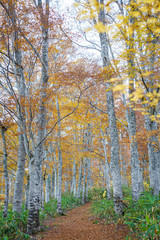 紅葉のブナの森