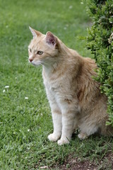 Naklejka na ściany i meble Rote Katze im Garten