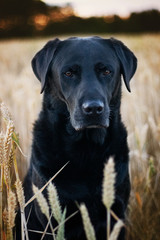 Remy im Kornfeld
