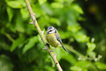 Blue tit, Parus caeruleus, perched bird on branch