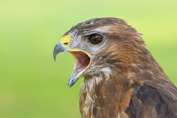 Head shot of a Eurasian Buzzard (Buteo buteo) Bird of Prey