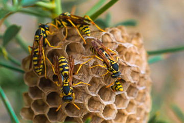 Wasps in a nest on plant