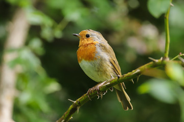 European Robin, Erithacus rubecula, perched on a branch