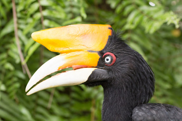 30 May 2013, Bali, Indonesia: Hornbill With Tree Background.