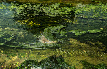 Green Conferva On The Shallow Canal Water Surface. A small river with grassy banks overgrown with grass, and duckweed on the water