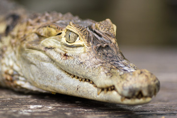 30 May 2013, Bali, Indonesia: Alligator Close Up.