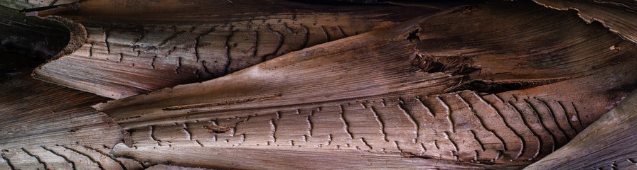 Tropical Texture: Abstract detail palm tree