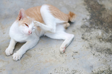 Cute brown and white cat Lying on the floor, scratching the itchy ear