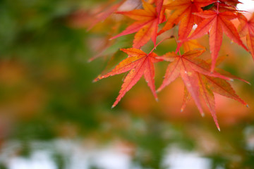 Naklejka na ściany i meble 名古屋徳川園の紅葉風景