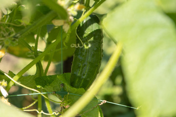 green cucumbers on a bush in a garden, harvesting summer season
