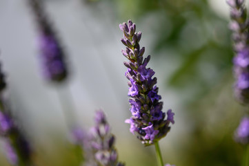Fleur de lavande