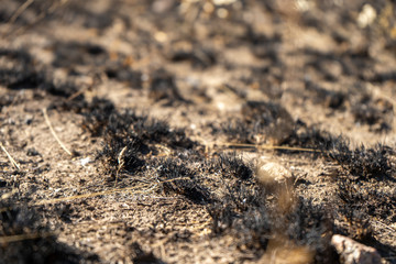 field with burnt grass and ashes after wildfire, damage ecology, forest fires