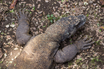 30 May 2013, Bali, Indonesia: The Komodo Dragon (Varanus Komodoensis).