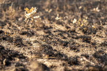 field with burnt grass and ashes after wildfire, damage ecology, forest fires