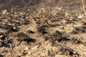 field with burnt grass and ashes after wildfire, damage ecology, forest fires