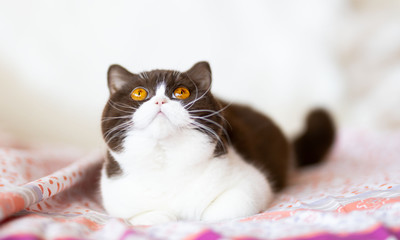 Britisch Kurzhaar Katze Kitten vom Züchter - sehr edel und typvoll in chocolate-white