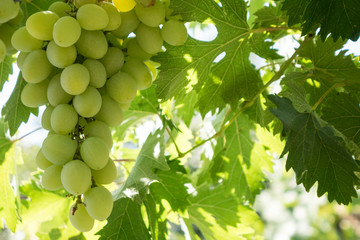 Bunches of grapes in a vineyard in a rural garden