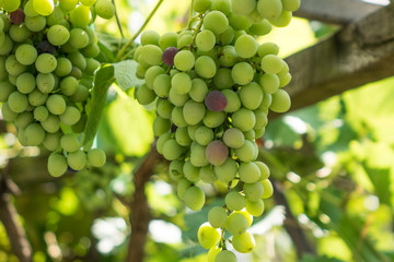 Bunches of grapes in a vineyard in a rural garden