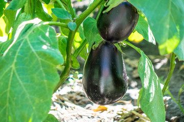 Natural vegetables. Eggplant on the farmers garden